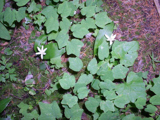 6.10.06 Table Mtn_3CR 012 